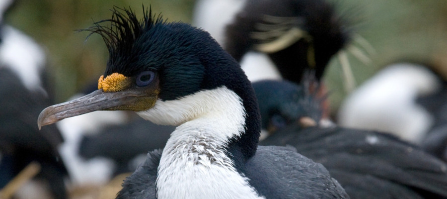 Image of an Imperial Shag