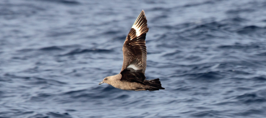 Antarctic Skua
