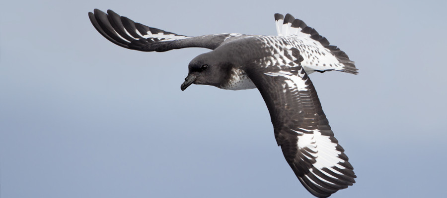 Cape Petrel