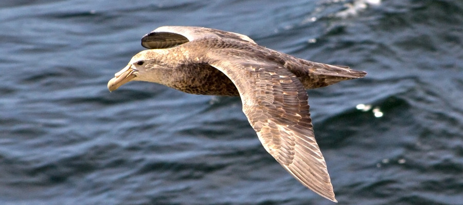Giant Petrel