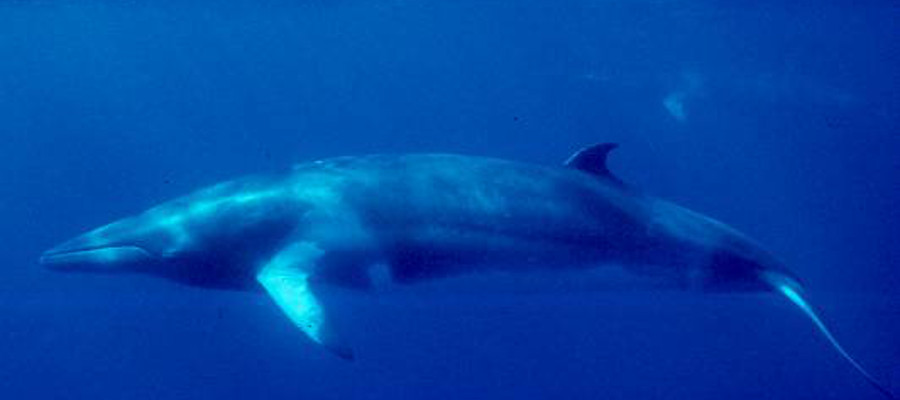Image of a Minke Whale