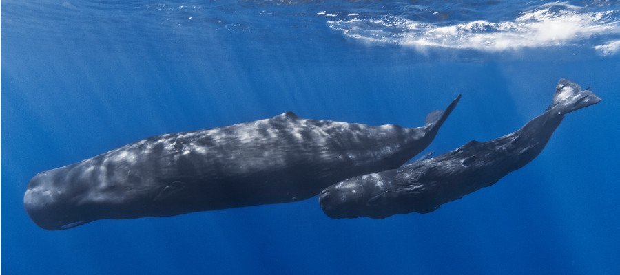 Image of a Sperm Whale