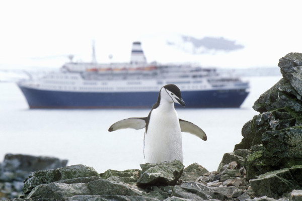 Penguin in front of a cruise ship