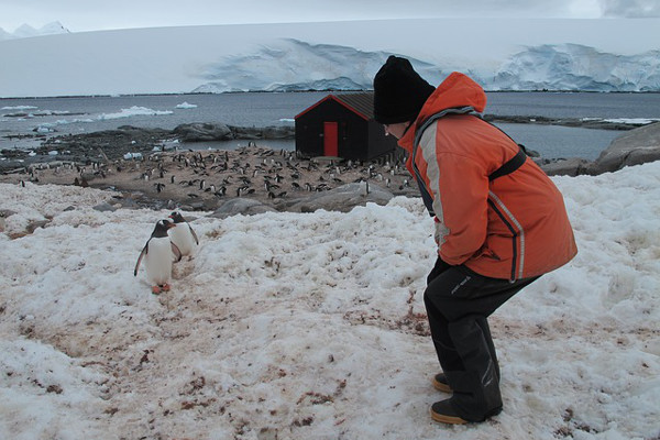 Penguins in Antarctica