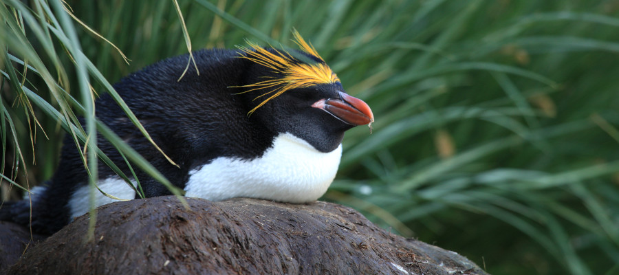 Photo of a Macaroni Penguin