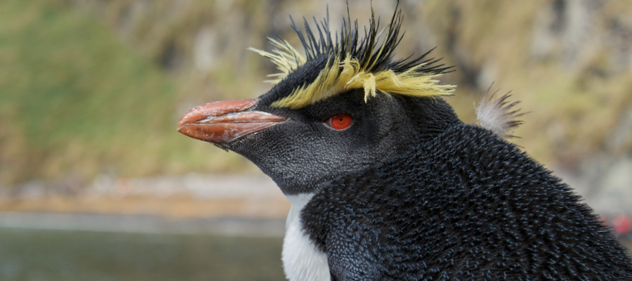 Photo of a rockhopper penguin
