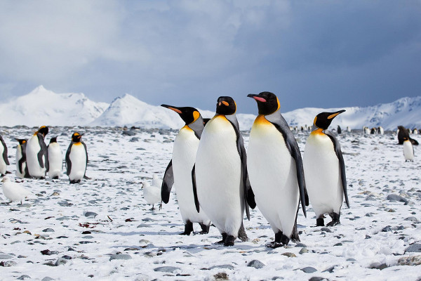 Photo of Penguins in Antarctica