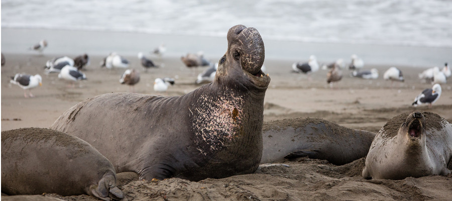 Photo of a ​Southern Elephant Seal