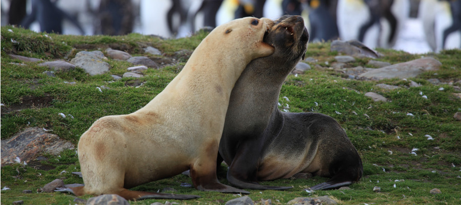 Photo of a Antarctic Fur Seal