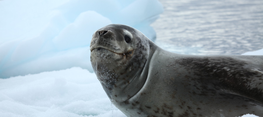 Photo of a Leopard Seal