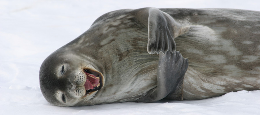 Photo of a Ross Seal