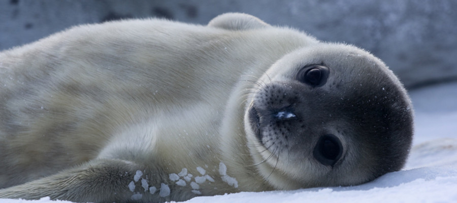 Photo of a Weddell Seal